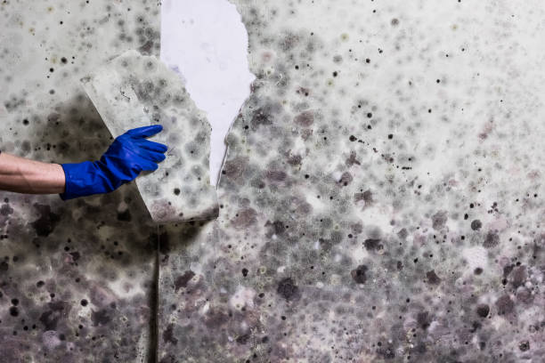 Best Black Mold Removal  in , KY